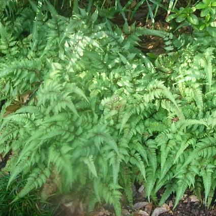 Japanese Painted Fern